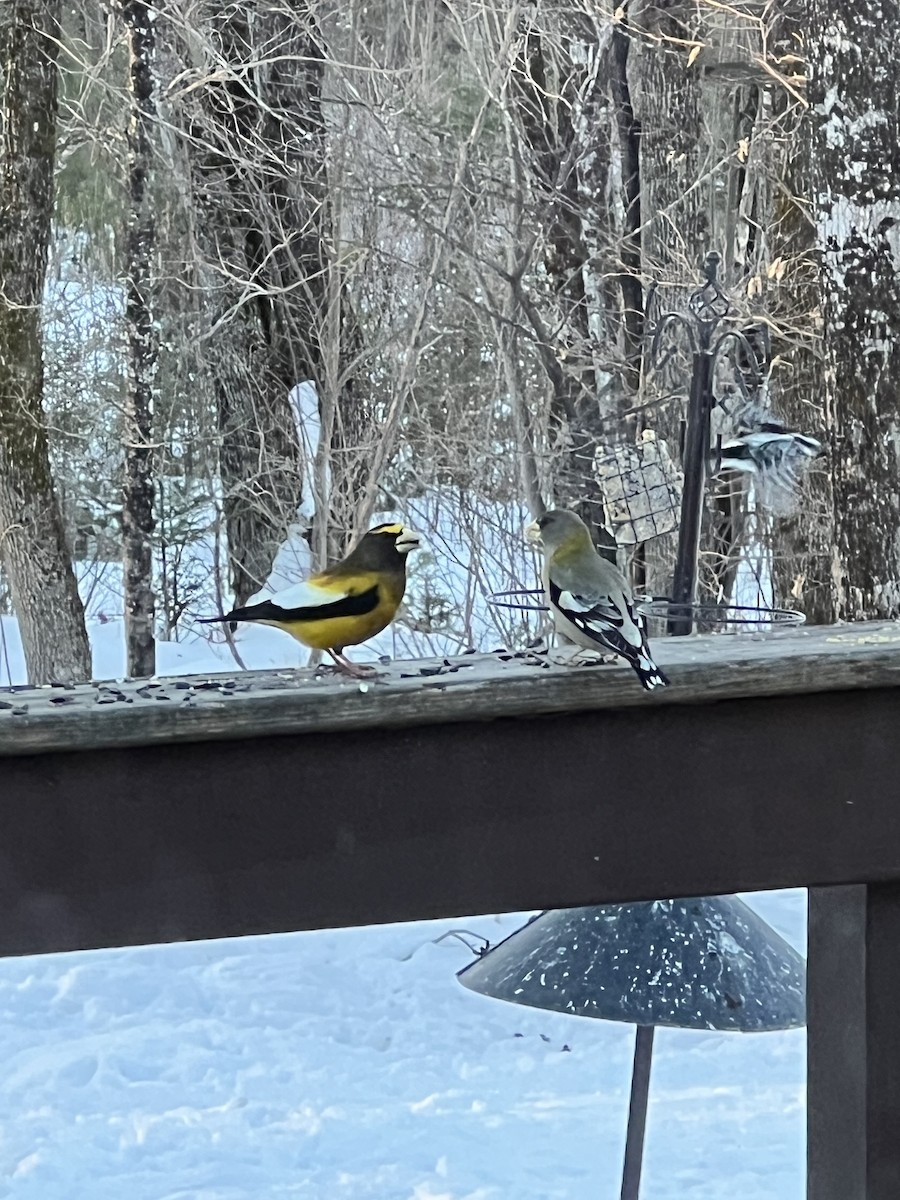 Evening Grosbeak - ML651263544