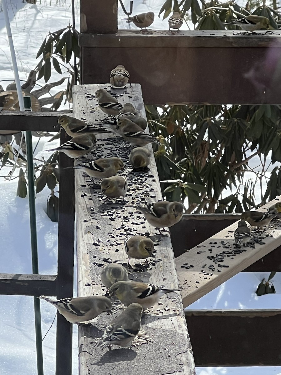 American Goldfinch - ML651263632