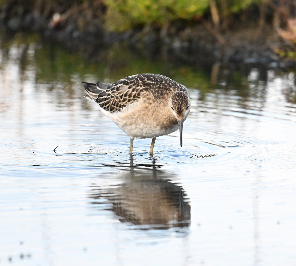 Combattant varié - ML651263803