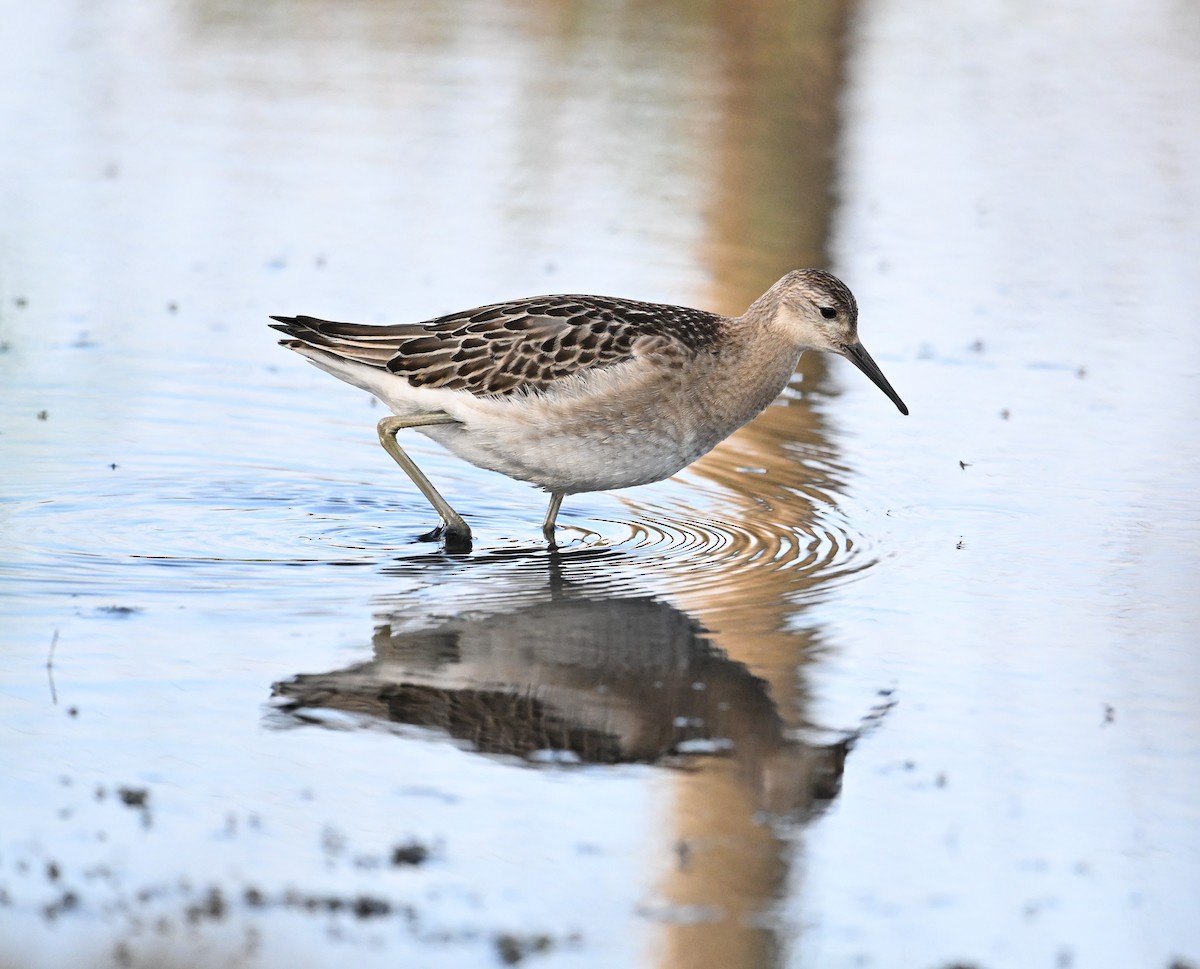 Combattant varié - ML651263804