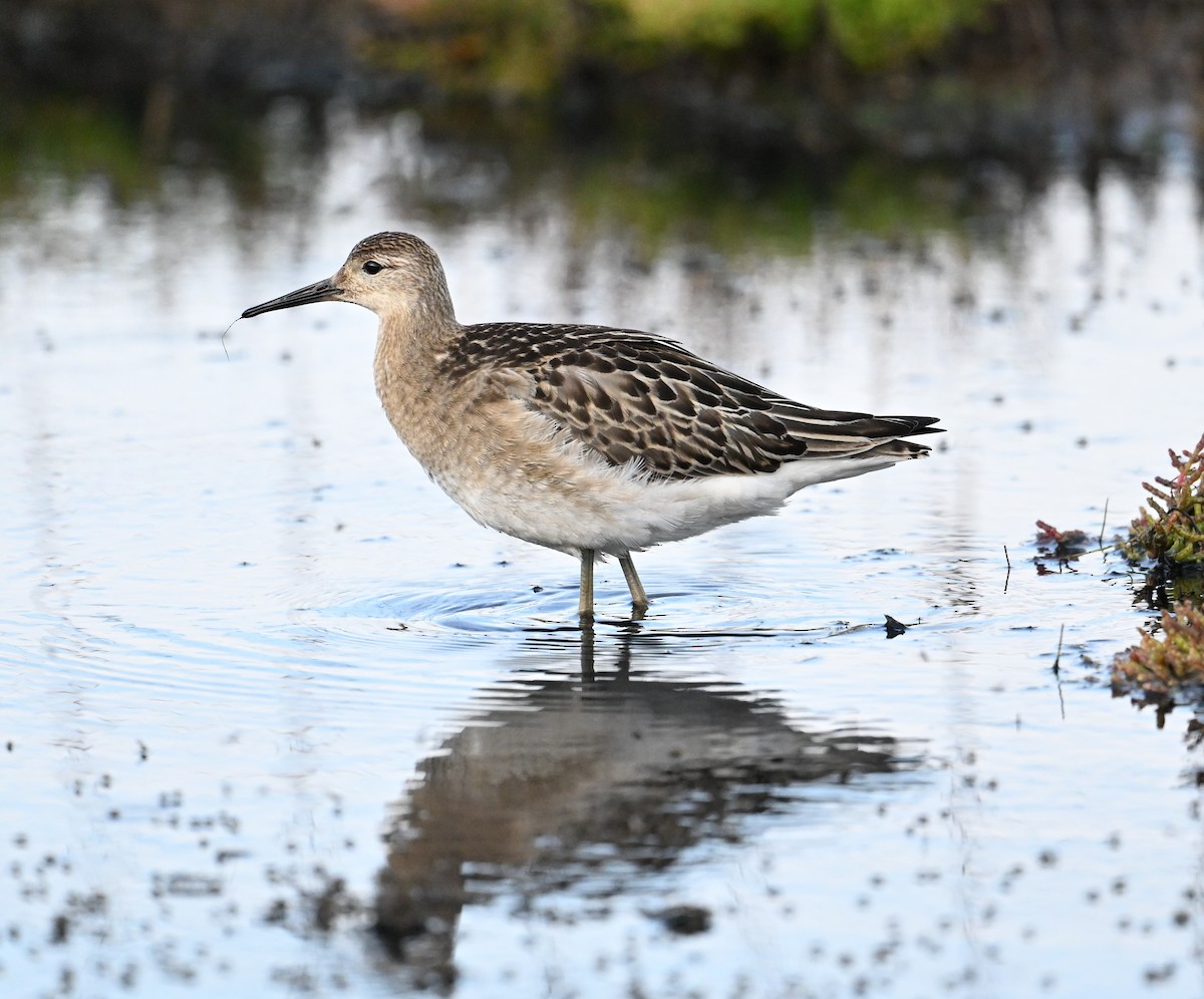 Combattant varié - ML651263810