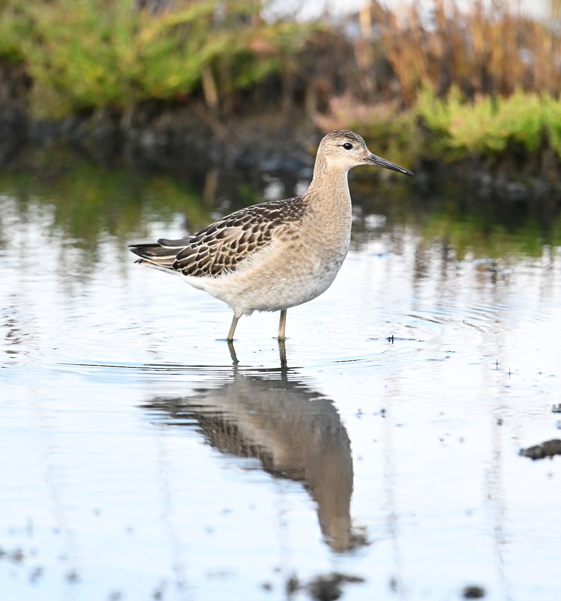 Combattant varié - ML651263811