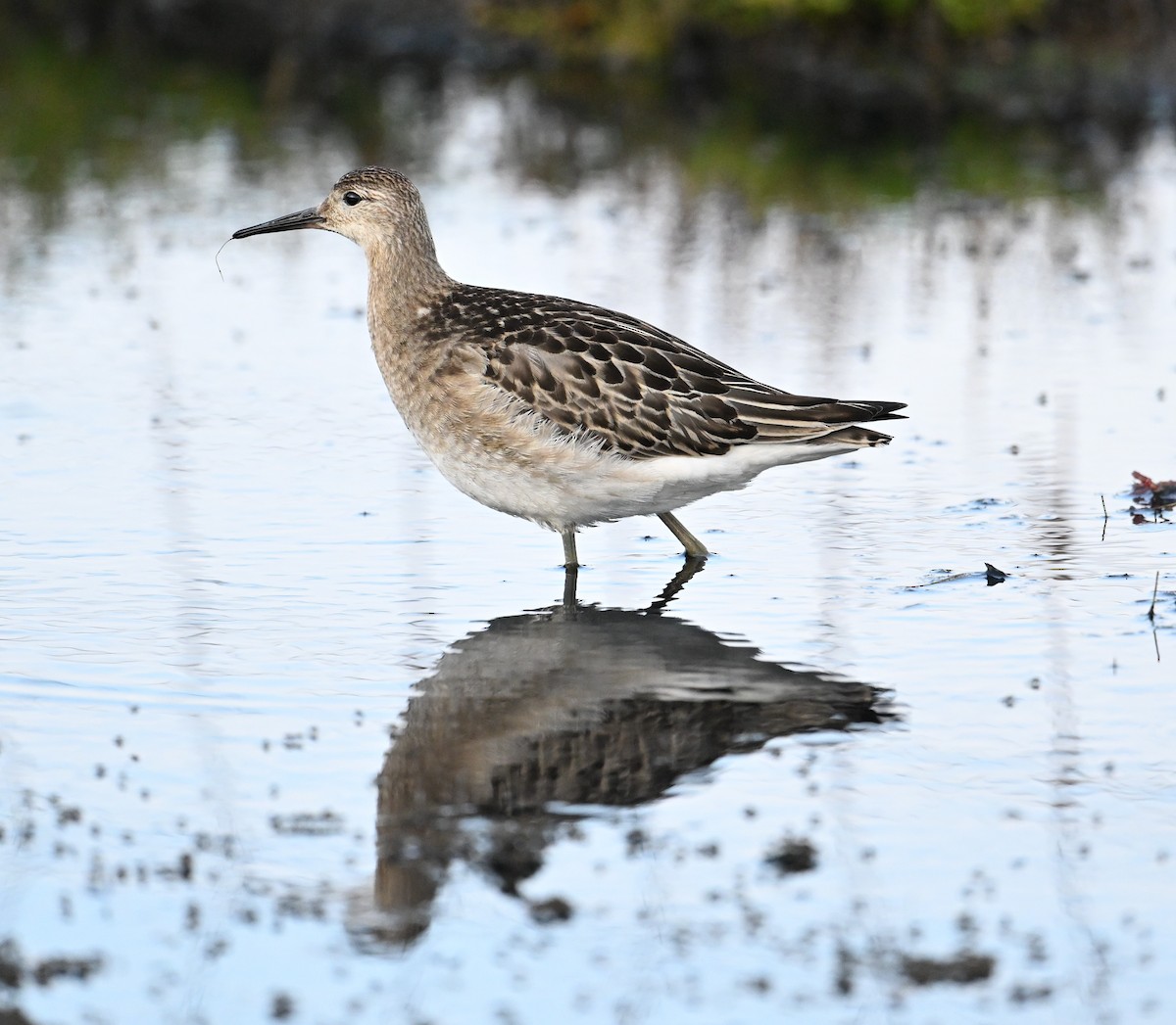 Combattant varié - ML651263813