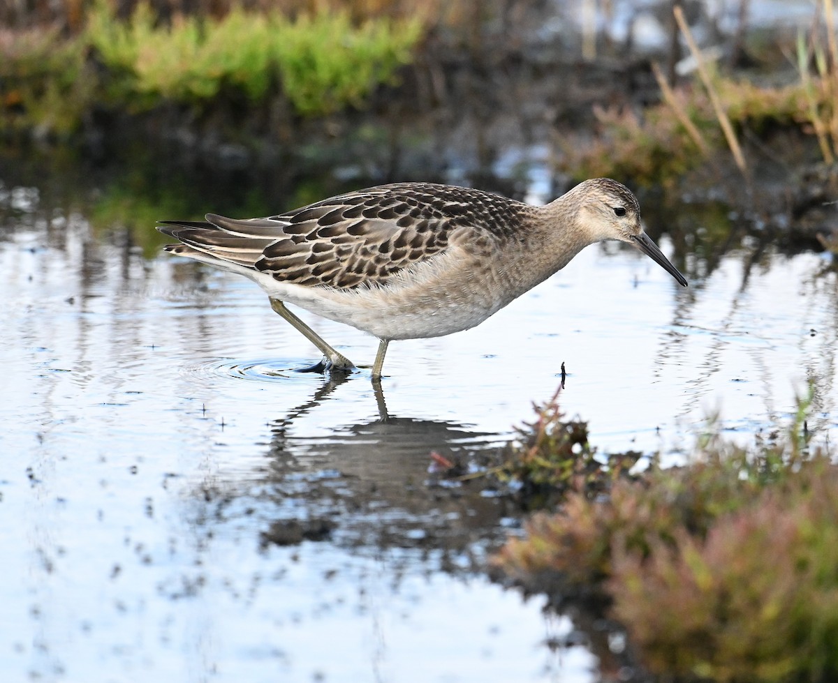 Combattant varié - ML651263814