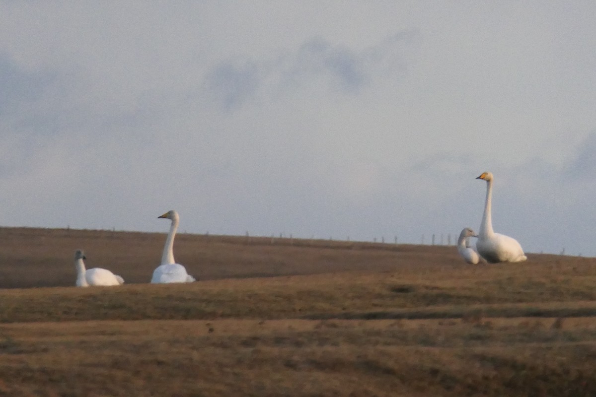 labuť zpěvná - ML651263968