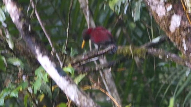 skyggespett - ML651264309