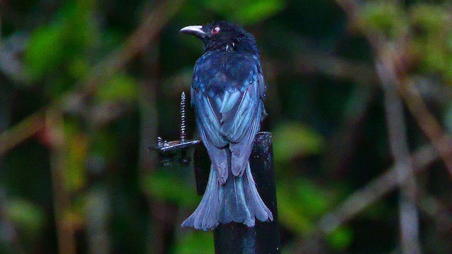 Drongo à crinière - ML651265454