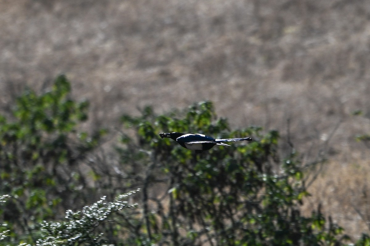 Black-rumped Magpie - ML651266430