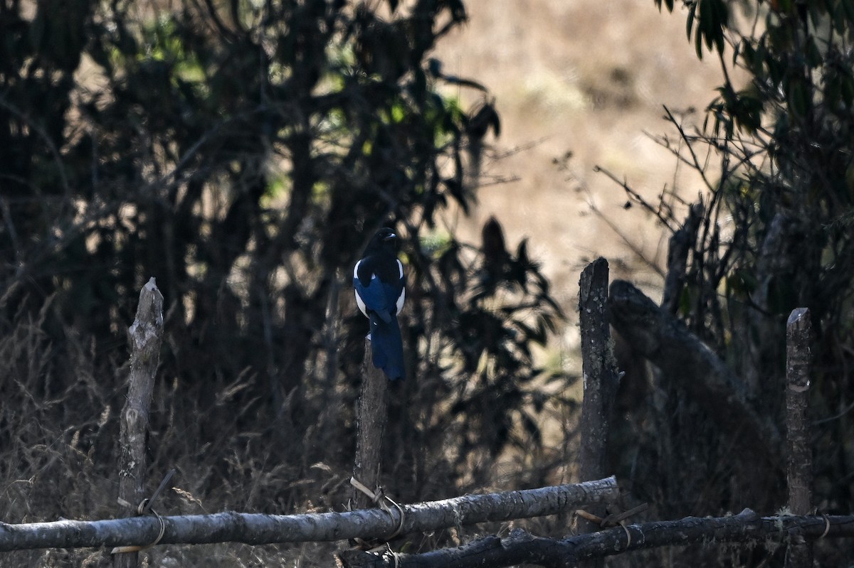Black-rumped Magpie - ML651266436
