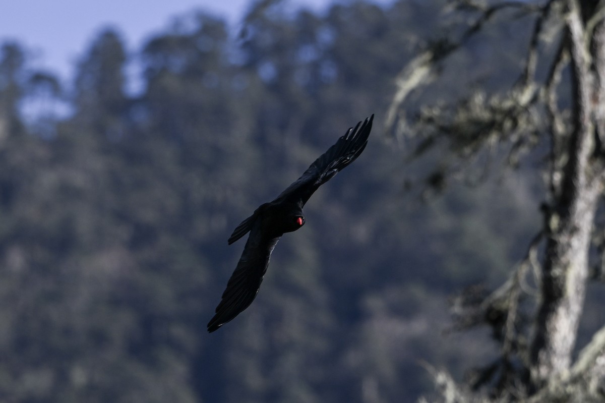 Gracchio corallino - ML651266525