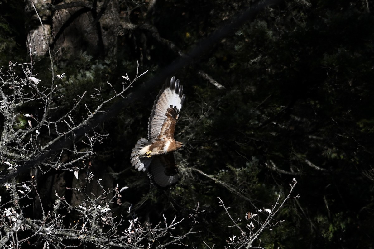 Himalayan Buzzard - ML651266849
