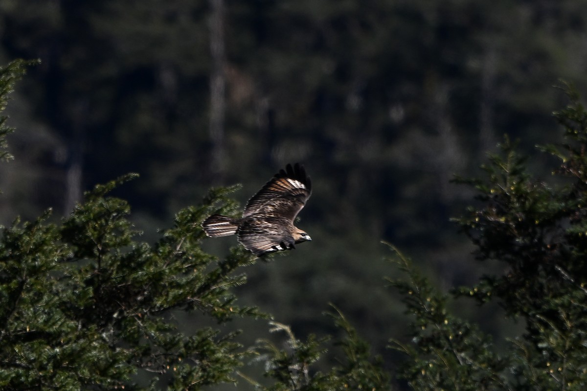 Himalayan Buzzard - ML651266858
