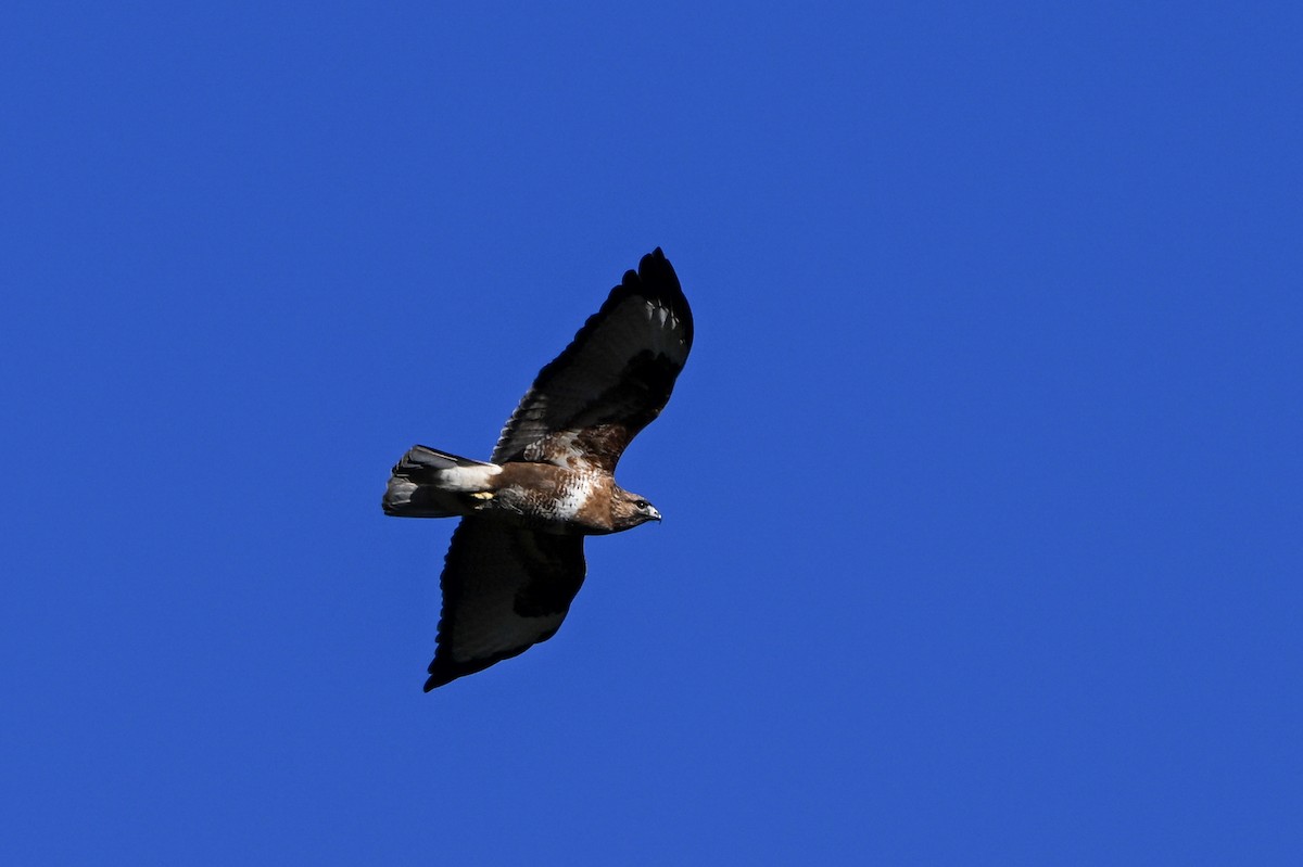 Himalayan Buzzard - ML651266861