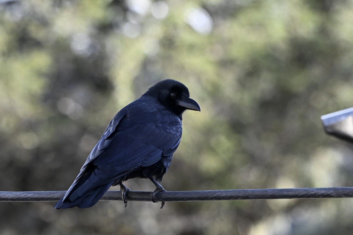 Large-billed Crow - ML651267387