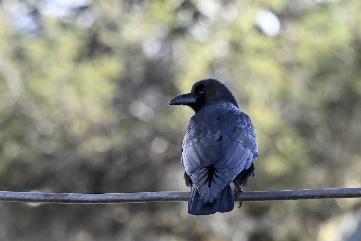 Large-billed Crow - ML651267392