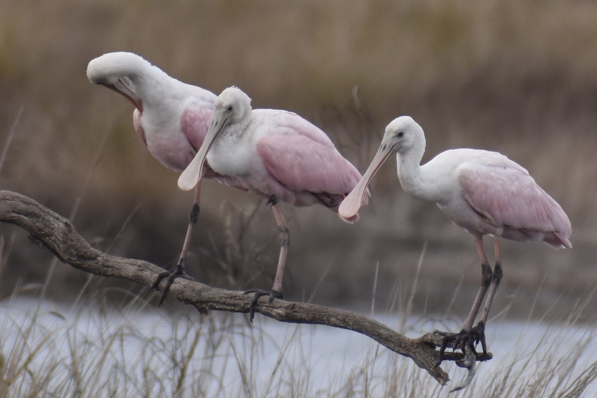 eBird Checklist - 18 Feb 2026 - Donnelley WMA (partial fall and winter ...