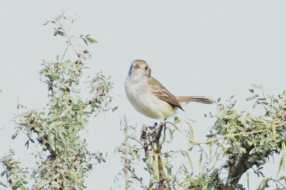 Fulvous-crowned Scrub-Tyrant - ML651268602