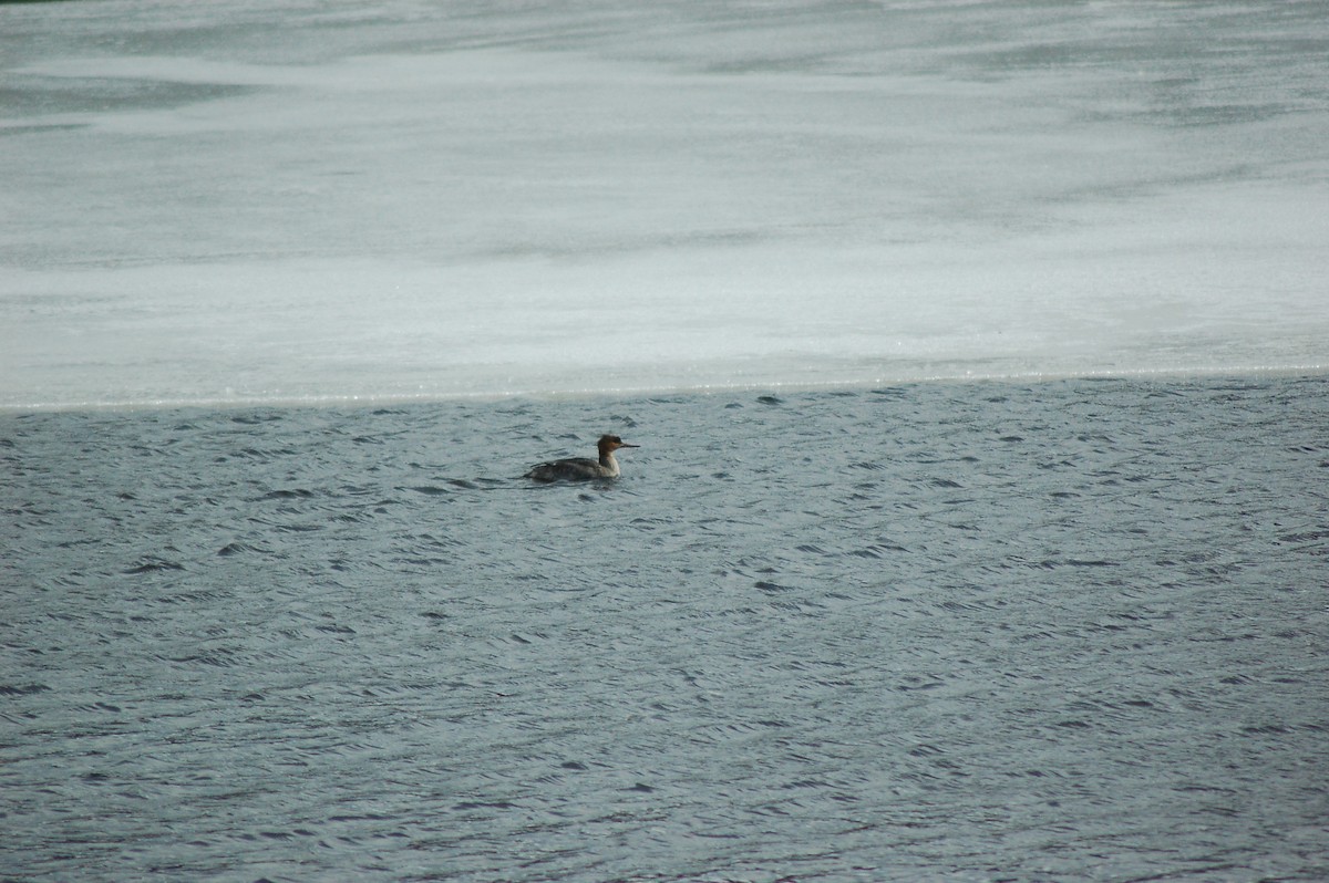 ウミアイサ - ML651268681