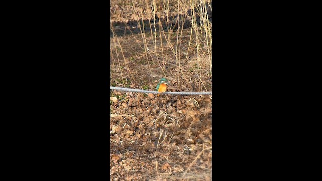 Рибалочка блакитний - ML651269886