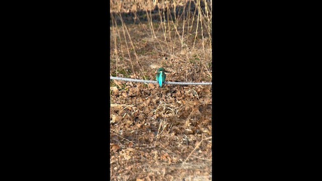 Рибалочка блакитний - ML651269887