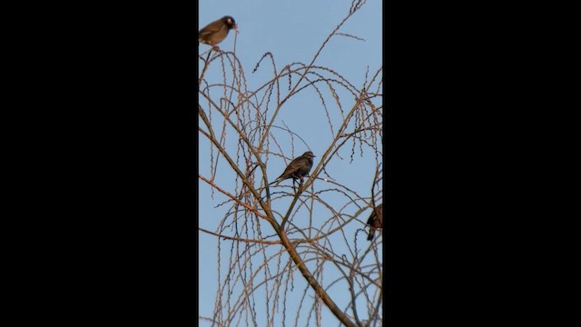 Шпак звичайний - ML651270058