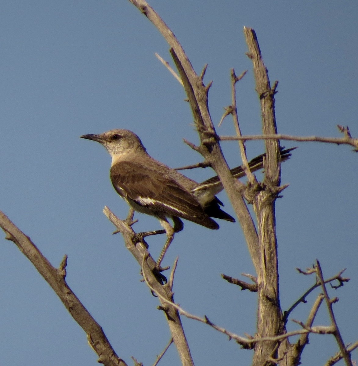 Northern Mockingbird - Petra Clayton