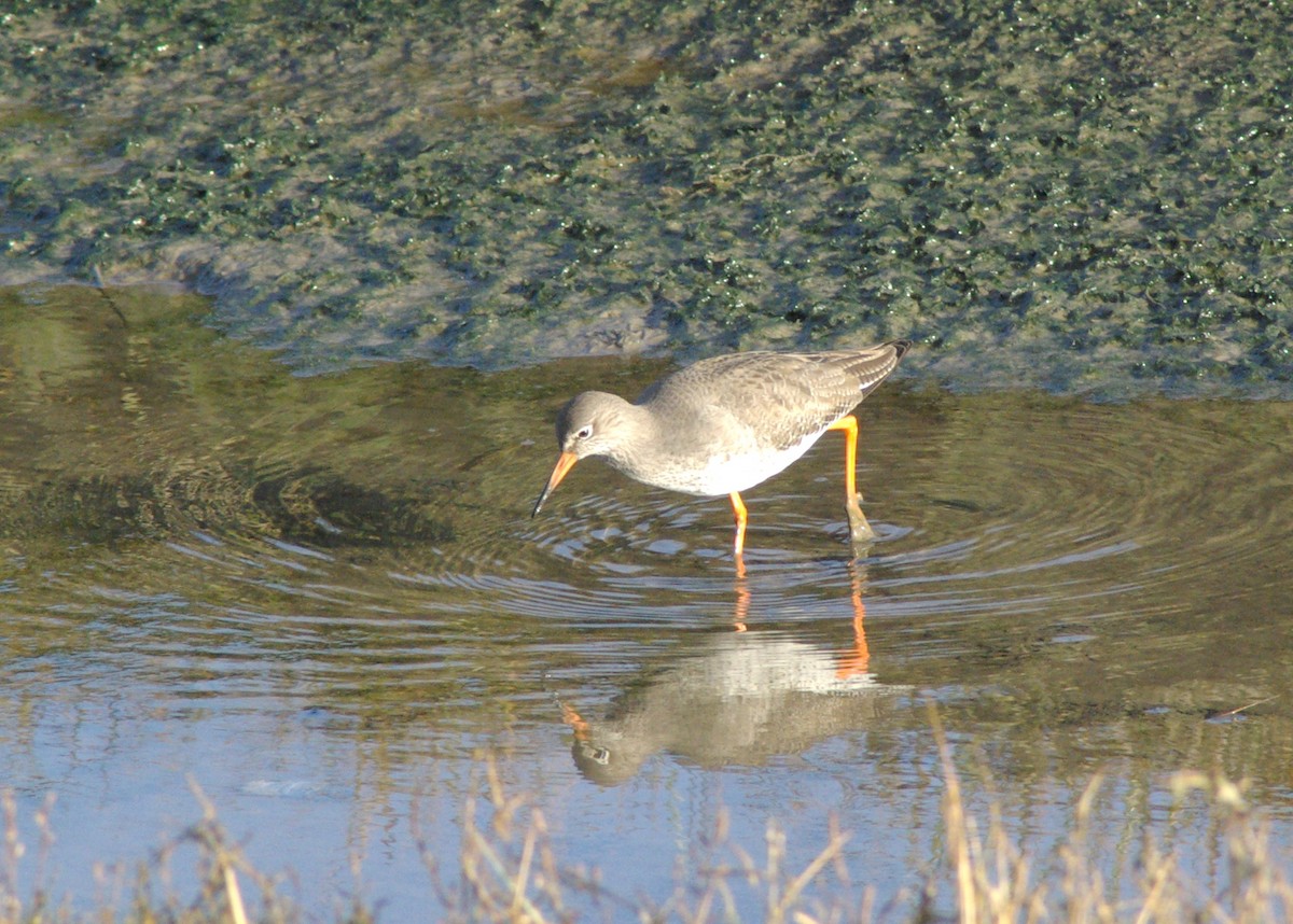 Chevalier gambette - ML651271833