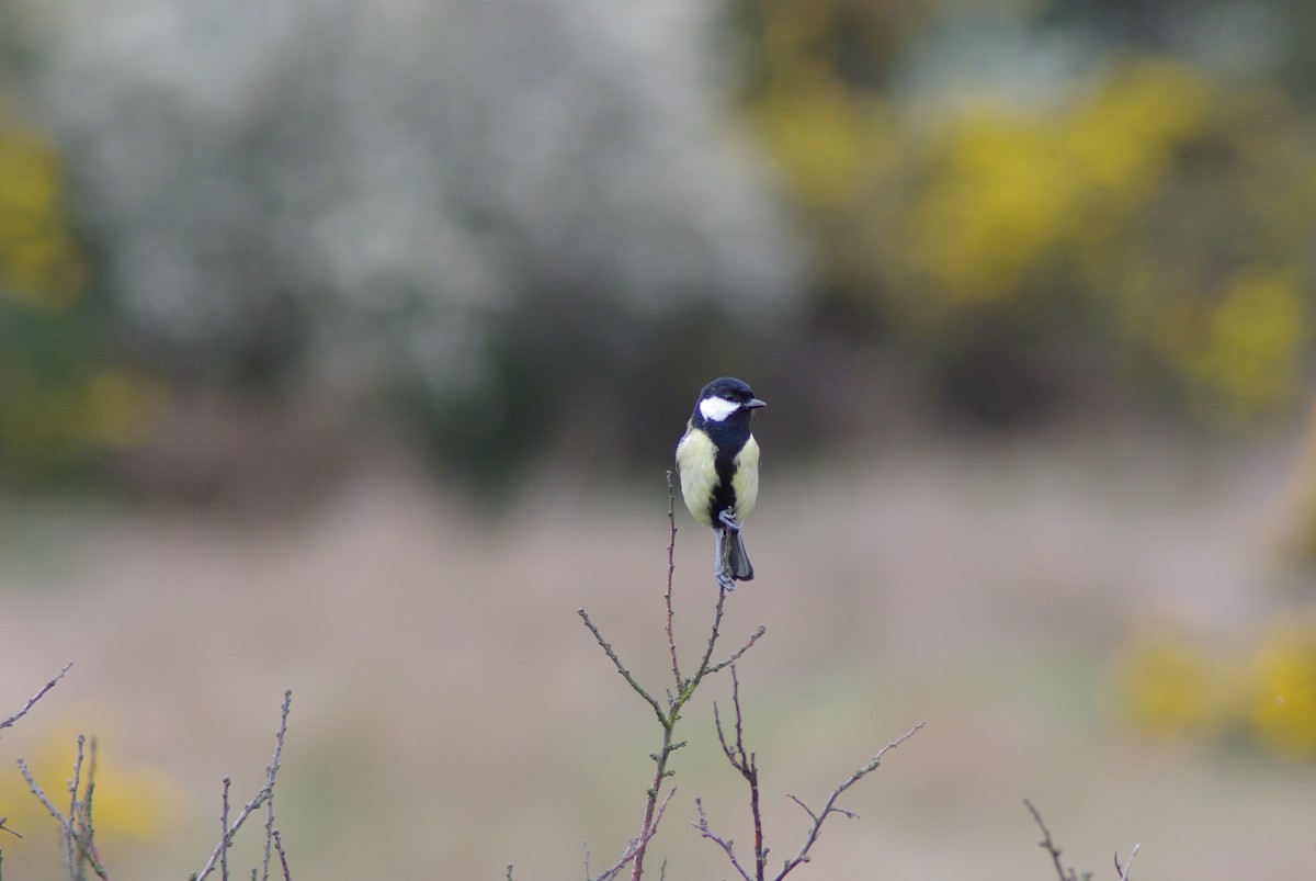 Mésange charbonnière - ML651272757