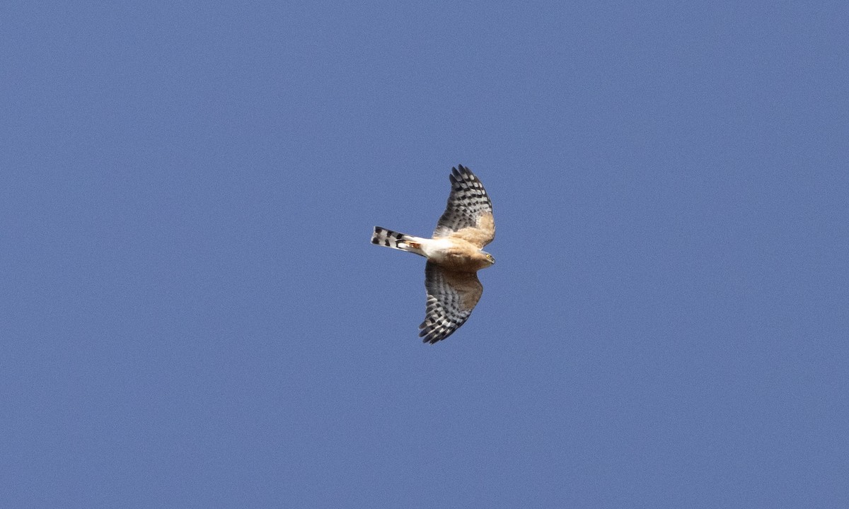 Rufous-breasted Sparrowhawk (Ethiopian) - ML651273701
