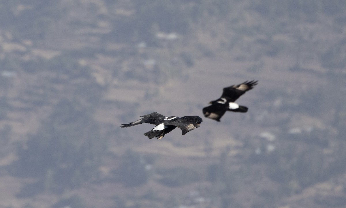 Verreaux's Eagle - ML651274501