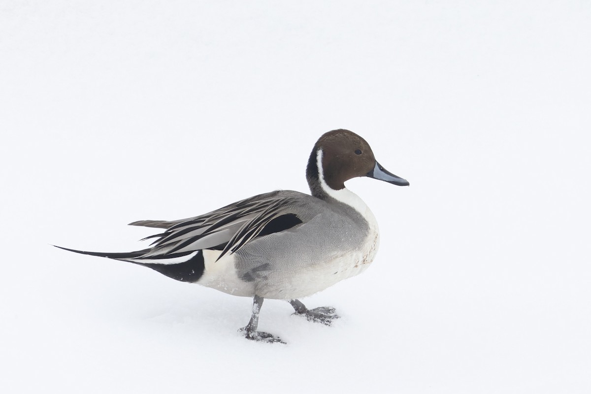 Northern Pintail - ML651275161