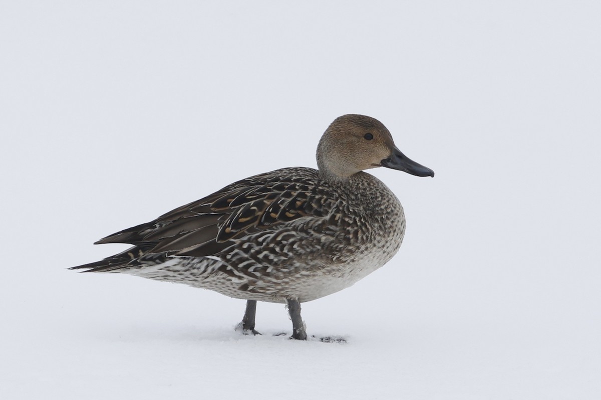 Northern Pintail - ML651275167