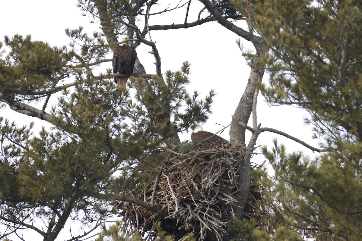 Bald Eagle - ML651275183