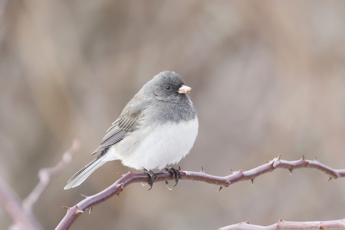 Dark-eyed Junco - ML651275200