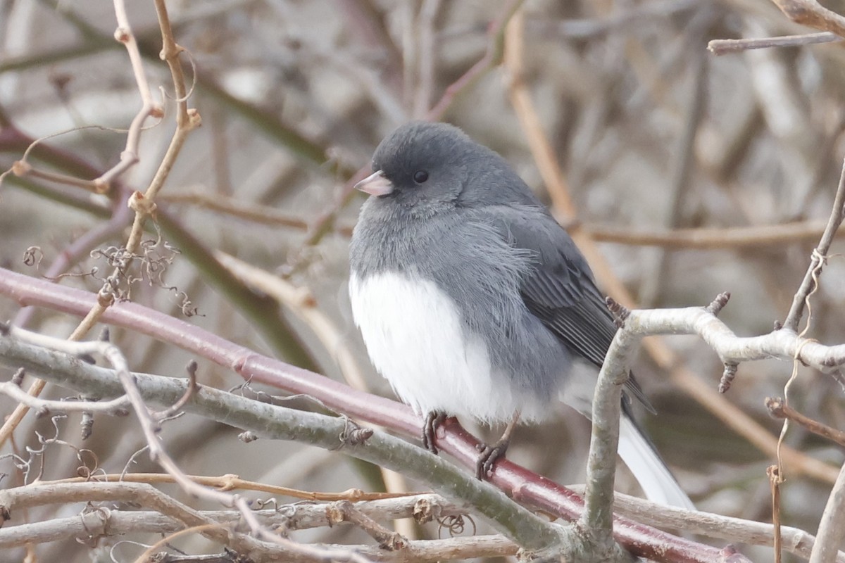 Dark-eyed Junco - ML651275201