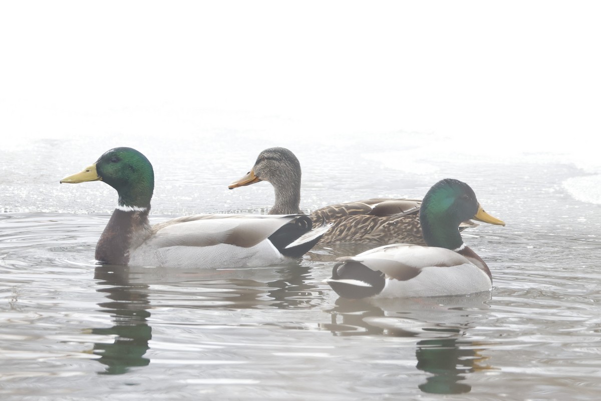 Mallard - ML651275217