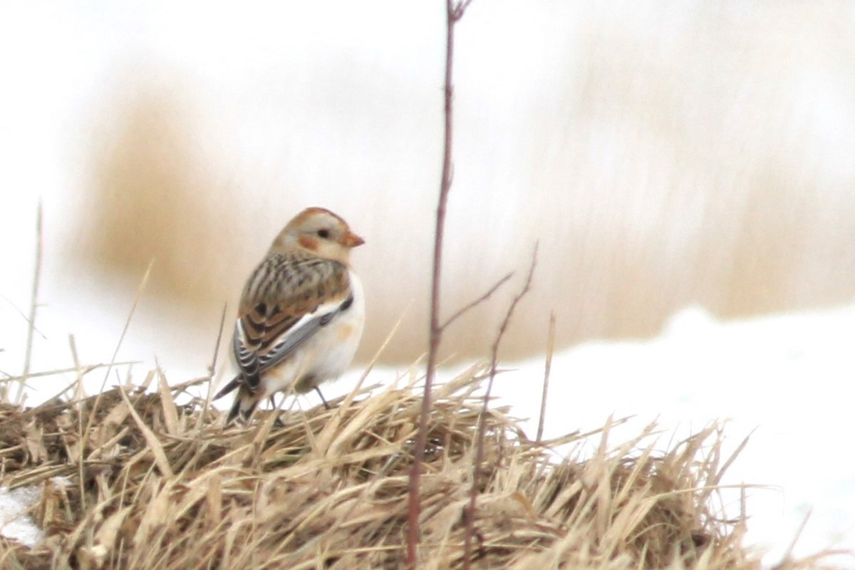 Snow Bunting - ML651275305