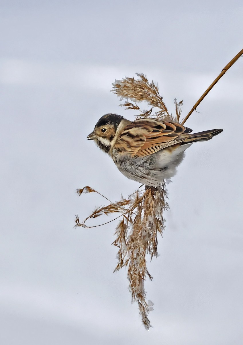 蘆鵐 - ML651275317