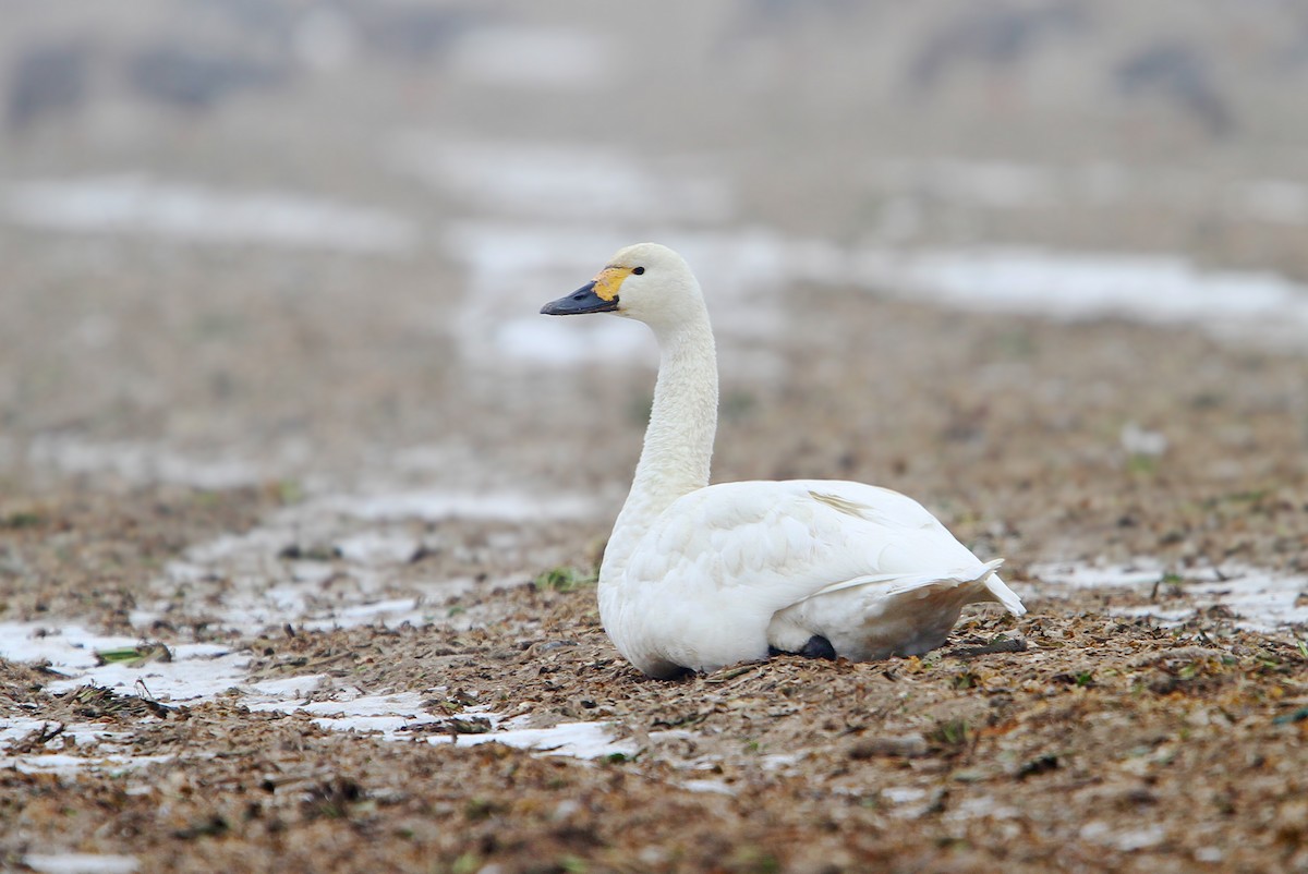 Tundra Swan (Bewick's) - Christoph Moning