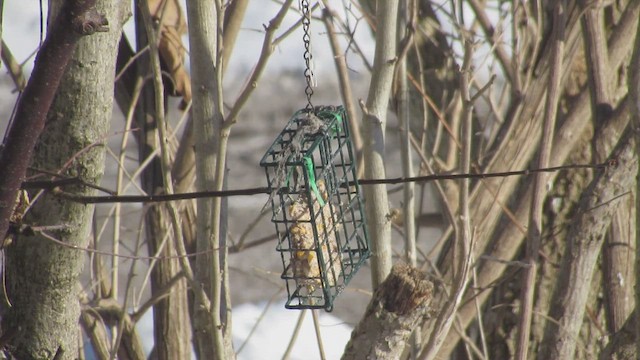 Red-bellied Woodpecker - ML651276794