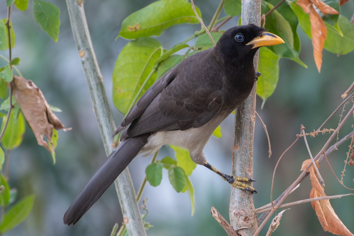 Braunhäher - ML651278538