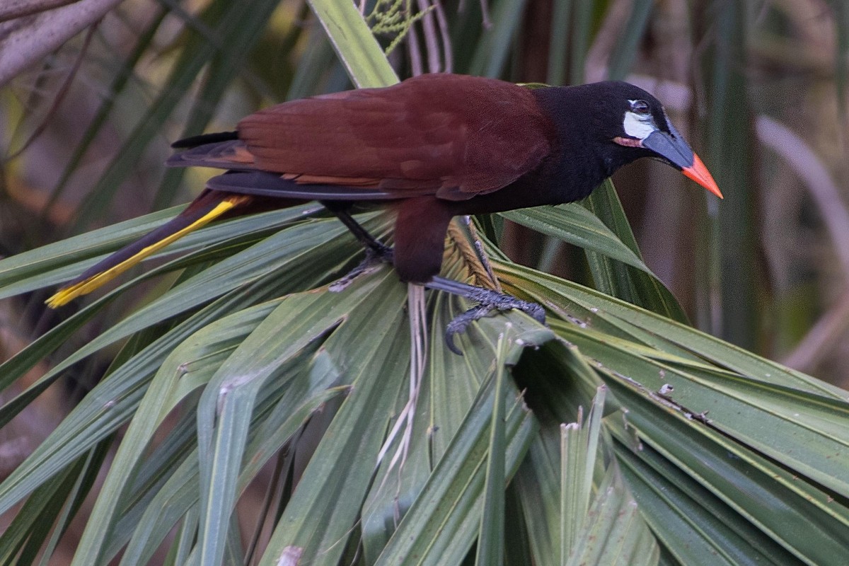 Montezumastirnvogel - ML651279747