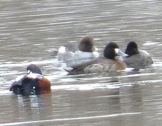 eBird Checklist - 19 Feb 2026 - Donald W. Barnes Boat Launch - 7 ...