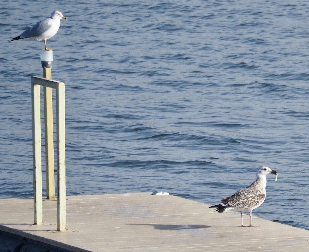 שחף ימי - ML651282249