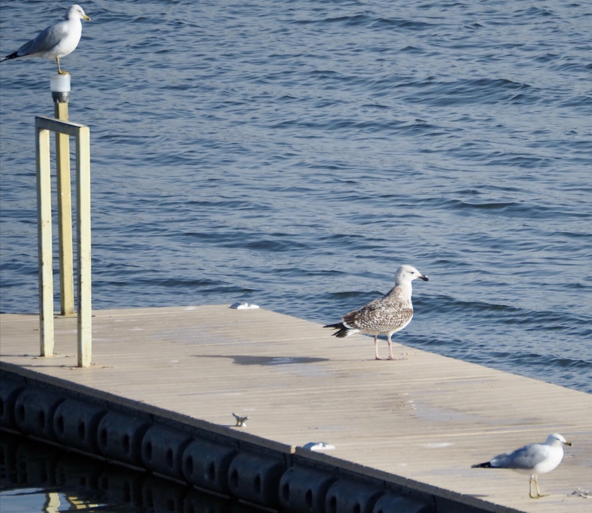 שחף ימי - ML651282271