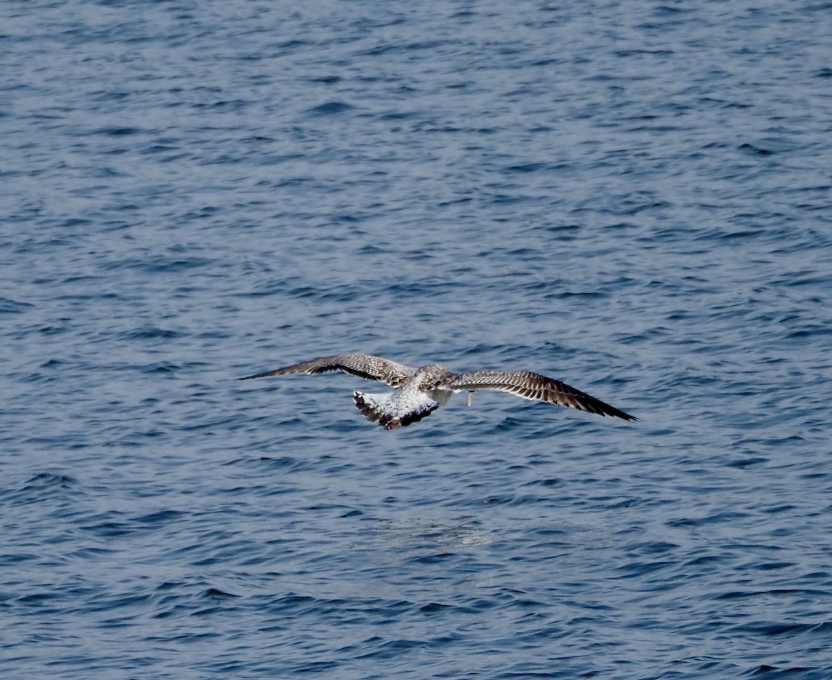שחף ימי - ML651282297