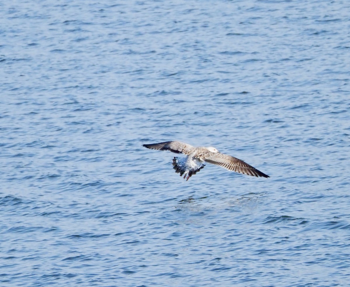 שחף ימי - ML651282309