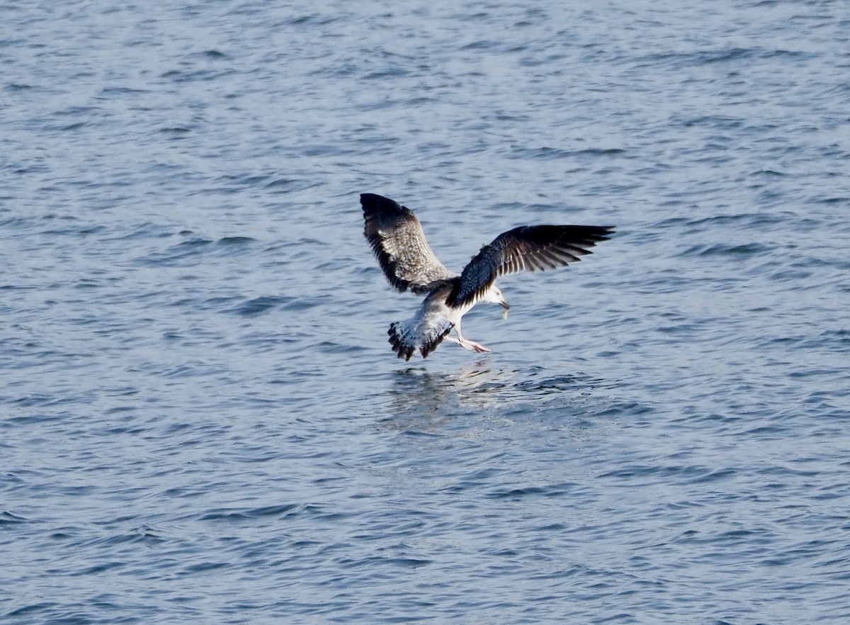 שחף ימי - ML651282348