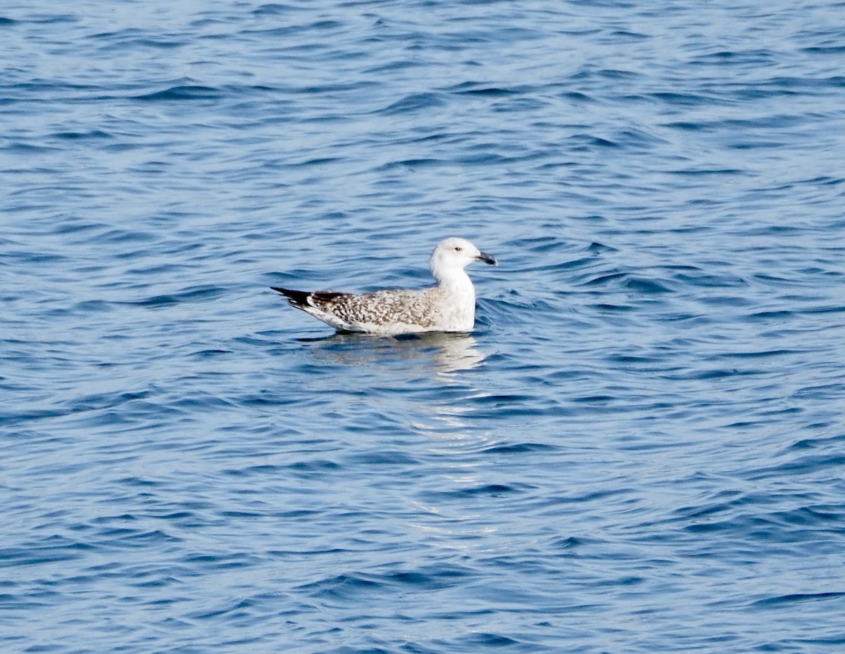שחף ימי - ML651282368