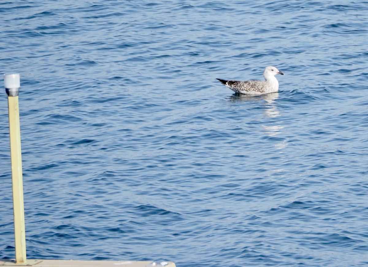 שחף ימי - ML651282420
